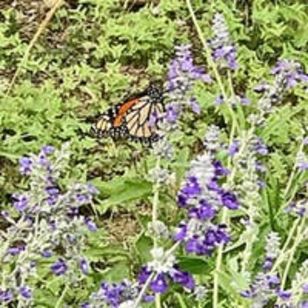 City On A Hill At Spring Creek Fredericksburg Bagian luar foto